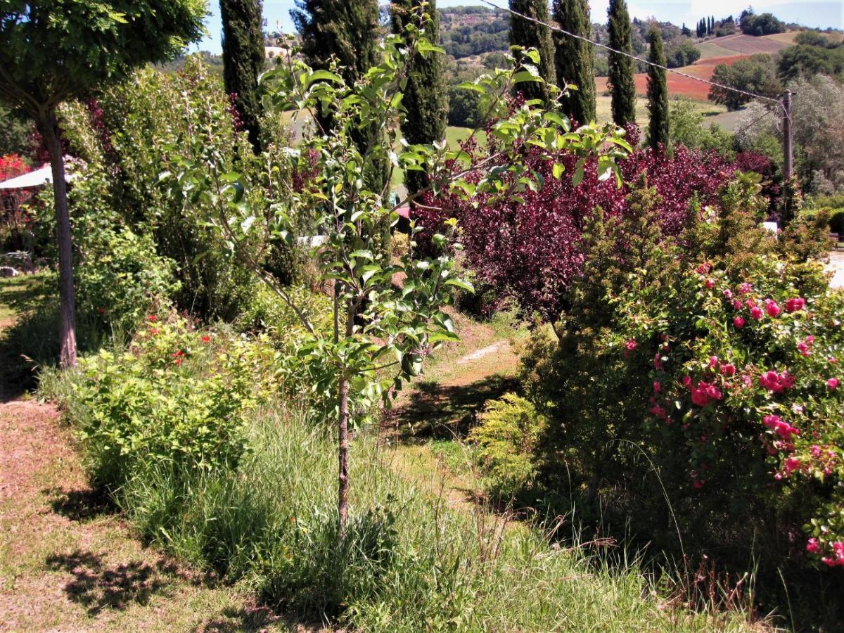 La Pietra Rara B&B Montone  Dış mekan fotoğraf