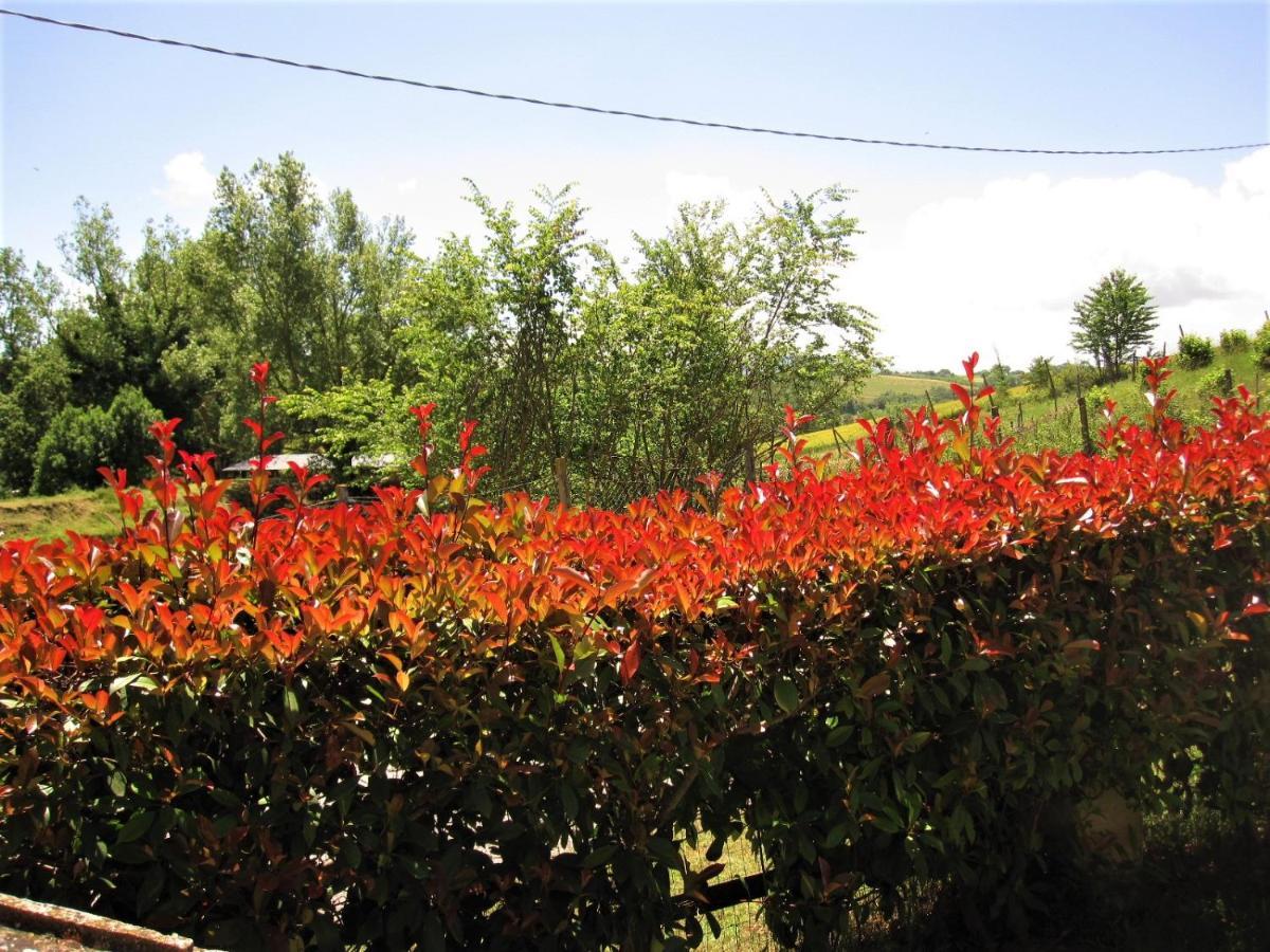 La Pietra Rara B&B Montone  Dış mekan fotoğraf