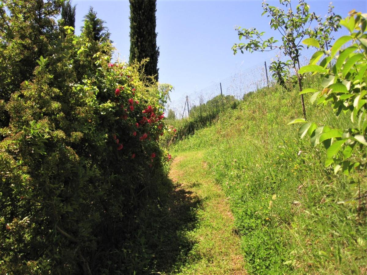La Pietra Rara B&B Montone  Dış mekan fotoğraf